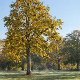 Carier écailleux (Carya carolinae-septentrionalis) — arbre isolé dans une prairie ensoleillée · Photo d'illustration
