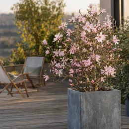 Magnolia étoilé 'Rosea' (Magnolia stellata) — arbuste fleuri rose en bac sur terrasse