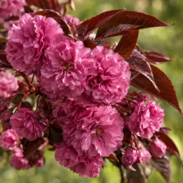 Cerisier du japon 'Royal burgundy' (Prunus serrulata) — gros plan de grappes de fleurs roses doubles