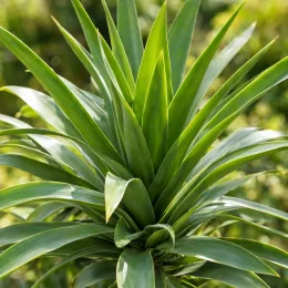 Yucca pied d'éléphant 'Puch' (Yucca elephantipes) — rosette dense de longues feuilles vertes lancéolées · Photo d'illustration
