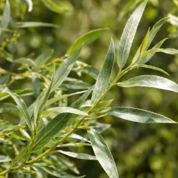 Saule blanc (Salix alba) — rameaux élancés avec feuilles étroites et luisantes