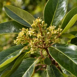Avocatier race guatémaltèque '(semis de hass)' (Persea americana) — grappes de petites fleurs sur feuillage brillant · Photo d'illustration