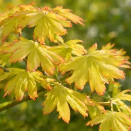 Érable du japon 'Jordan' (Acer shirasawanum) — feuilles finement découpées jaunes bordées de rouge