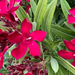 Laurier rose 'N° 18' (Nerium oleander) — grappes de fleurs rouges et feuillage allongé
