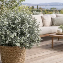 Arbre à thé 'Silver ice' (Leptospermum) — arbuste dense fleuri en pot tressé sur terrasse · Photo d'illustration