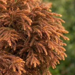 Cèdre du japon 'Globosa nana' (Cryptomeria japonica) — gros plan de feuillage dense brun orangé