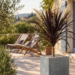 Cordyline australe 'Black knight' (Cordyline australis) — plante graphique en pot sur terrasse ensoleillée