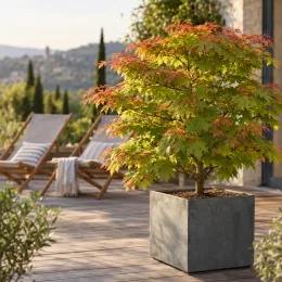 Érable du japon 'Moonrise' (Acer) — arbuste en pot carré sur terrasse ensoleillée