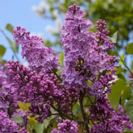 Buddleia