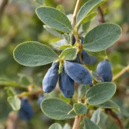 Chèvrefeuille à baies de mai 'Kiev' (Lonicera kamtschatica) — rameau avec plusieurs baies allongées bleues · Photo d'illustration