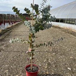 Eucalyptus 'Silver dollar' (Eucalyptus cinerea) — jeune arbre en pot sur allée de pépinière · Pot 4L, photo 3