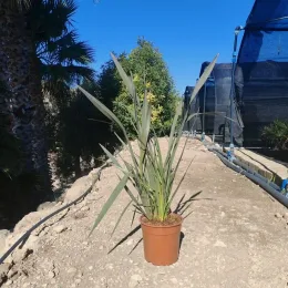 Lin de Nouvelle-Zélande pourpre (Phormium tenax) — touffe de longues feuilles dressées en pot plastique · Pot 10L