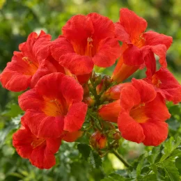 Bignonne 'Summer jazz tm fire trumpet vine' (Campsis) — gros plan de trompettes fleuries orange vif