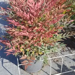 Bambou sacré 'Obsession seika' (Nandina domestica) — arbuste dense aux feuilles étroites rouges et vertes · Pot 3L Touffe