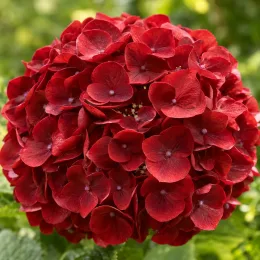 Hortensia 'Red ever belles' (Hydrangea macrophylla) — gros plan de boule de fleurs rouges · Photo d'illustration