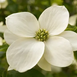 Cornouiller du japon 'Portlemouth' (Cornus nuttallii) — gros plan de fleur blanche à cœur vert · Photo d'illustration
