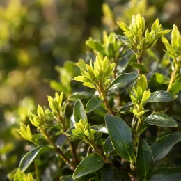 Troène du japon (Ligustrum jonandrum) — feuillage dense aux jeunes pousses vert tendre