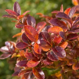 Fusain de fortune 'Coloratus' (Euonymus fortunei) — gros plan sur feuillage aux feuilles rougeâtres brillantes · Photo d'illustration