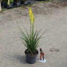 Kniphofia 'Lemon popsicle' (Kniphofia uvaria) — plante fleurie en pot sur sol bétonné · Pot 3L