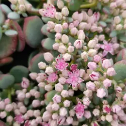 Sédum de siebold 'Bright pink' (Sedum sieboldii) — gros plan de petites fleurs roses étoilées