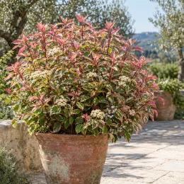 Cornouiller blanc 'Miracle' (Cornus alba) — arbuste buissonnant en pot sur terrasse ensoleillée · Photo d'illustration