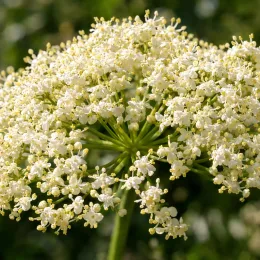 Sureau noir à gros fruits 'Haschberg' (Sambucus nigra) — large ombelle de petites fleurs blanches · Photo d'illustration