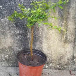 Citronnier caviar 'Jaune' (Citrus australasica) — jeune arbuste greffé en pot plastique · Pot 1.5L Tige