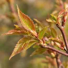 Cerisier à fleurs du japon nain 'Paean' (Prunus incisa) — jeunes feuilles dentées brun vert sur rameau · Photo d'illustration