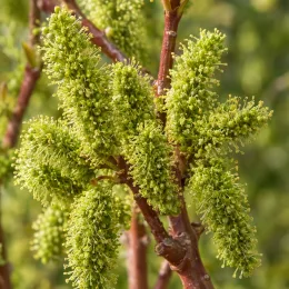 Pistachier vrai 'Peters' (Pistacia vera) — gros plan sur chatons floraux verts d’un arbre