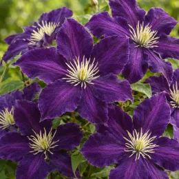 Clématite 'Violetta' (Clematis saphira) — gros plan de grandes fleurs violettes étoilées · Photo d'illustration