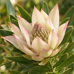 Leucadendron 'Cream delight' (Leucadendron salignum) — inflorescence crème bordée de rose, feuillage vert · Photo d'illustration