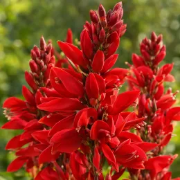 Corail 'Kylian julien' (Erythrina) — gros plan de longues grappes florales rouges · Photo d'illustration