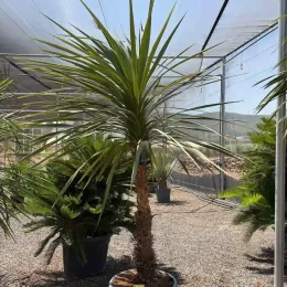 Cordyline indivisa (Cordyline indivisia) — grand sujet en pot dans serre extérieure · Pot 70L