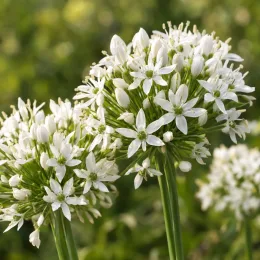 Ciboule chinoise (Allium tuberosum) — ombelles de petites fleurs blanches étoilées