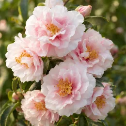 Camélia d'automne 'Cinnamon cindy' (Camellia sasanqua) — gros plan de fleurs doubles rose pâle · Photo d'illustration