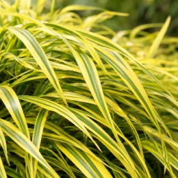 Herbe du japon 'Aureola' (Hakonechloa macra) — longues feuilles arquées vertes bordées de jaune · Photo d'illustration