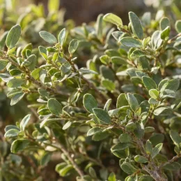 Liseron de mauritanie 'New white moon' (Convolvulus sabatius) — gros plan de petits feuillages ovales vert grisâtre · Photo d'illustration