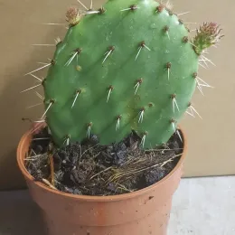 Oponce du littoral (Opuntia littoralis) — raquette de cactus épineuse en pot plastique · Godet