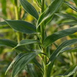 Lys des incas 'Summer pepper' (Alstroemeria) — tiges verticales avec feuillage vert lancéolé