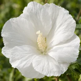 Althéa 'Eleonore blanc' (Hibiscus syriacus) — gros plan de grande fleur blanche épanouie · Photo d'illustration