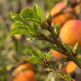 Abricotier 'Hargrand' (Prunus armeniaca) — rameau avec jeunes feuilles devant fruits orangés