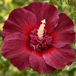 Althéa 'Walberton's lunar rhapsody' (Hibiscus syriacus) — gros plan sur grande fleur rouge foncé