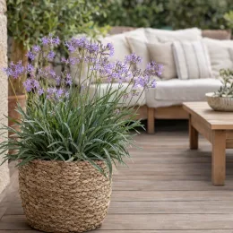 Ail violet d’afrique du sud 'Lila' (Tulbaghia violacea) — plante à fleurs mauves en pot tressé sur terrasse · Photo d'illustration