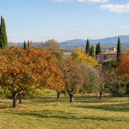 Plaqueminier 'Pomme' (Diospyros kaki) — verger d’arbres fruitiers au feuillage d’automne