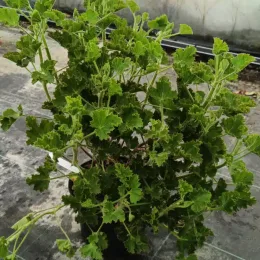 Géranium au parfum de cola 'Cola bottles' (Pelargonium nervosum) — grand plant vert dense en pot de pépinière · Pot 3L