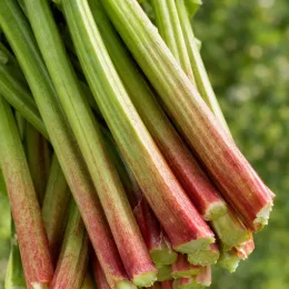 Rhubarbe géante victoria 'Victoria' (Rheum rhabarbarum) — gros plan de tiges charnues vertes et rouges · Photo d'illustration