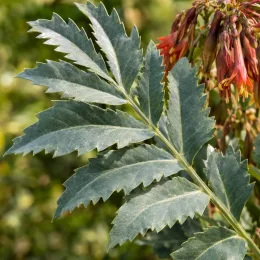 Grande mélianthe (Melianthus major) — grand feuillage dentelé avec grappes de fleurs floues · Photo d'illustration