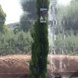 Cyprès méditerranéen 'totem' (Cupressus sempervirens) — conifère étroit en pot noir sur gravier · Pot 18L