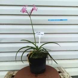 Lis de guernesey (Nerine bowdenii) — plante à longues feuilles rubanées et fleurs roses · Pot 3L