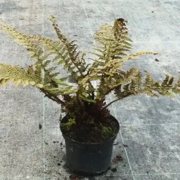 Polystic (Polystichum polyblepharum) — fougère aux frondes sèches dans pot noir · Pot 2.5L Touffe